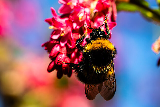Bourdon terrestre (Bombus terrestris)