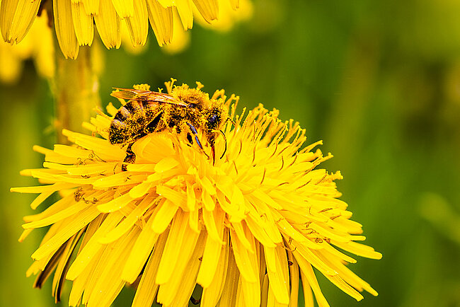 Mouche à miel (Apis mellifera)