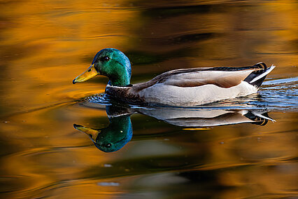 Mallard (Anas platyrhynchos)