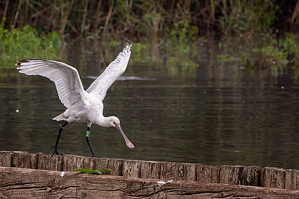 Eurasian spoonbill (Platalea leucorodia)