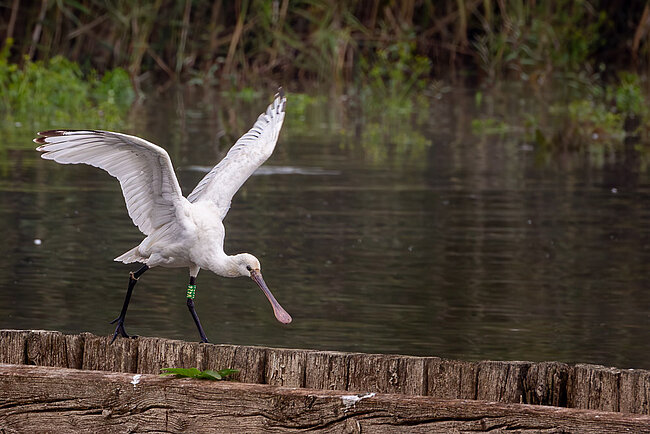 Löffler (Platalea leucorodia)