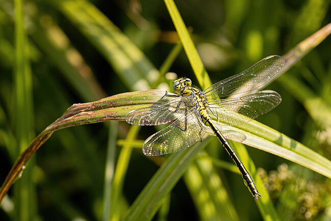Westliche Keiljungfer (Gomphus pulchellus) Westliche Keiljungfer (Gomphus pulchellus)