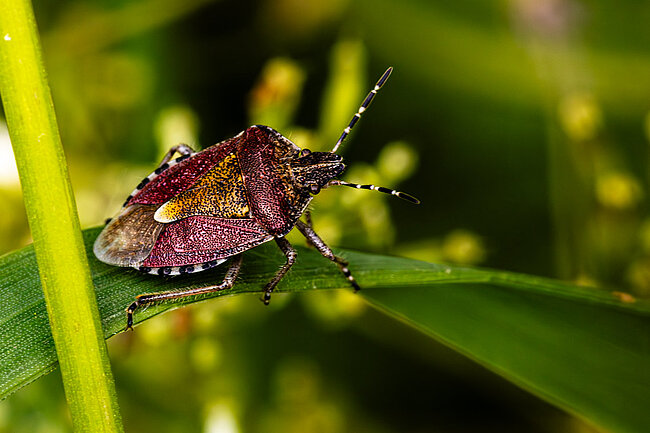 Punaise des baies (Dolycoris baccarum)