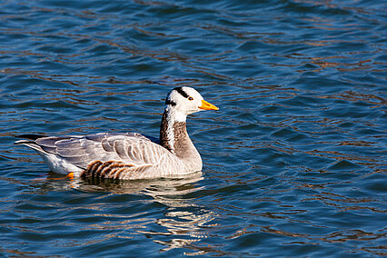 Bar-headed goose (Anser indicus)