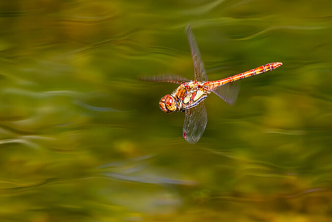Common darter in flight (Sympetrum striolatum)