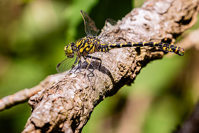 Kleine Zangenlibelle (Onychogomphus forcipatus)