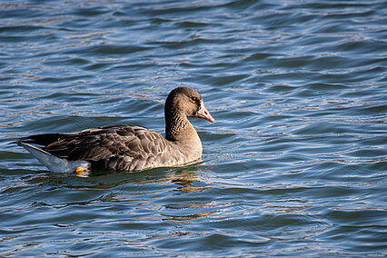 Greater white-fronted goose (Anser albifrons)