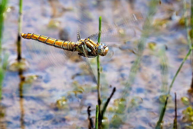 Female Southern skimmer in flight during oviposition.