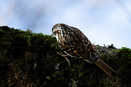 Eurasian treecreeper (Certhia familiaris)