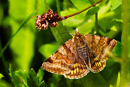 Braune Tageule (Euclidia glyphica)