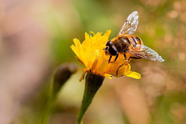 Mistbiene (Eristalis tenax)