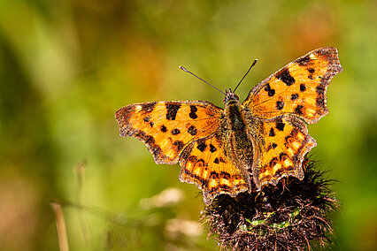 C-Falter (Polygonia c-album)