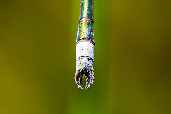 Anhänge des Männchens der Gemeinen Binsenjungfer (Lestes sponsa)