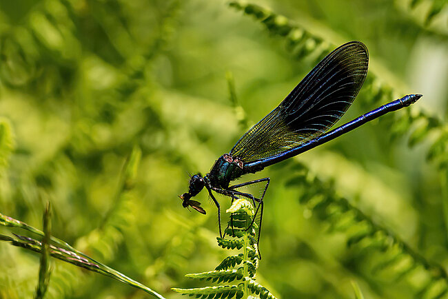 Männchen der Gebänderte Prachtlibelle (Calopteryx splendens)