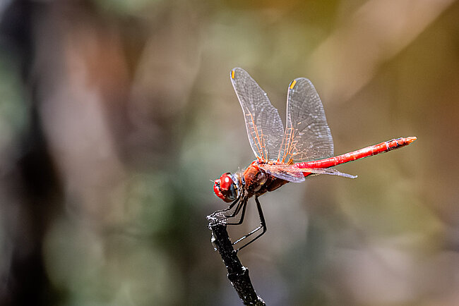 Frühe Heidelibelle (Sympetrum fonscolombii)