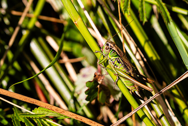 Decticelle bariolée (Roeseliana roeselii)