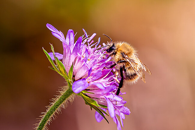 Bourdon des champs (Bombus pascuorum)