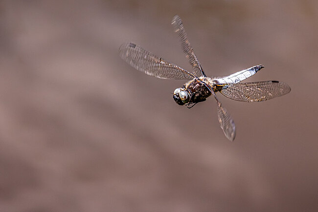 Spitzenfleck im Flug (Libellula fulva)