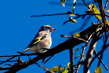 European goldfinch (Carduelis carduelis)