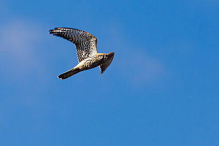 Common kestrel (Falco tinnunculus)