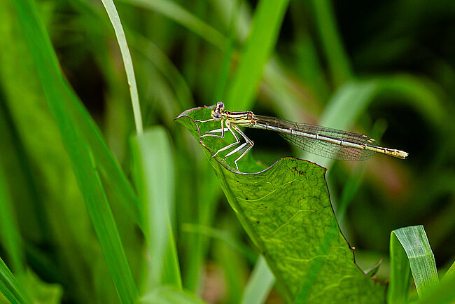 Weibchen der Blauen Federlibelle (Platycnemis pennipes)