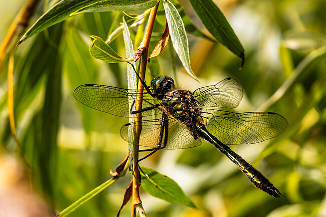Falkenlibelle (Cordulia aenea)