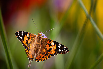 Distelfalter (Vanessa cardui)