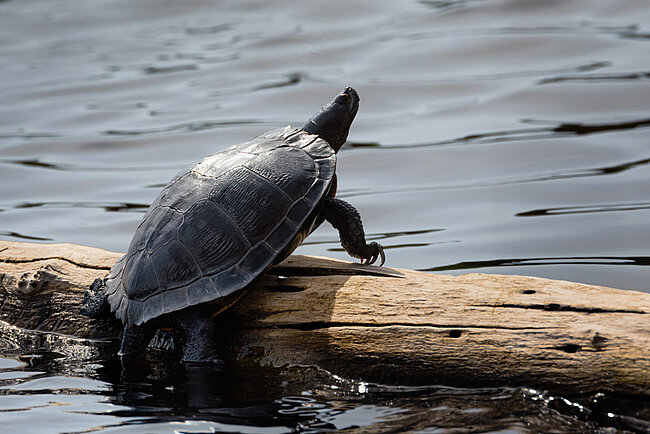 Europäische Sumpfschildkröte (Emys orbicularis)