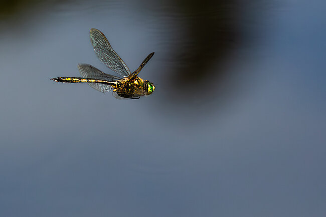 Brilliant emerald (Somatochlora metallica)
