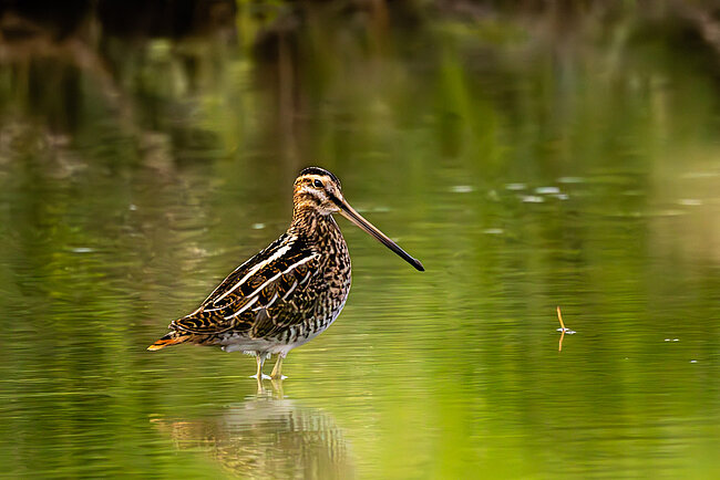 Bekassine (Gallinago gallinago)