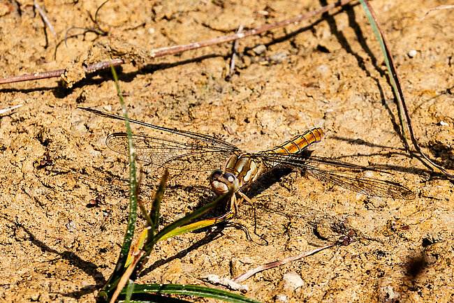 Female Southern Skimmer