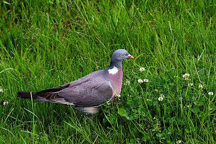 Wood pigeon (Columba palumbus)