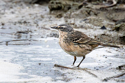 Water pipit (Anthus spinoletta)