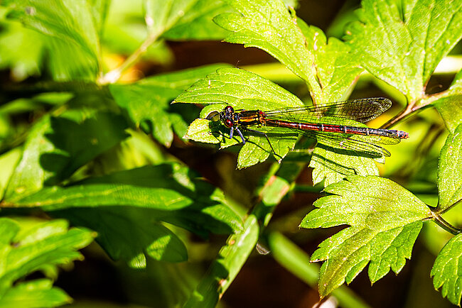 Female of  Large red damselfly , forma typica (Pyrrhosoma nymphula)
