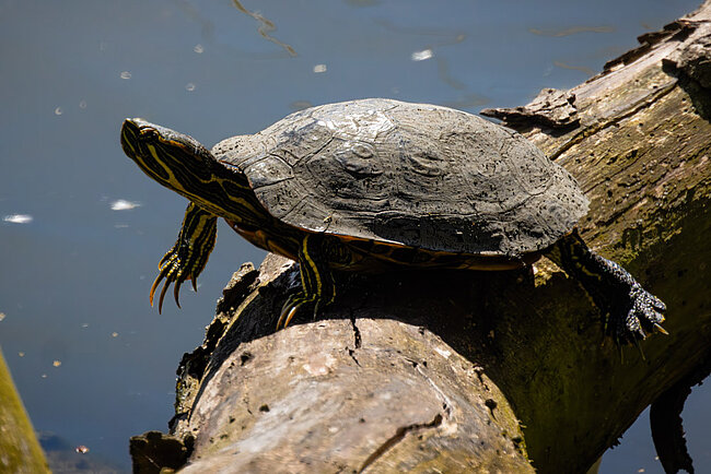 lbwangen-Schmuckschildkröte (Trachemys scripta scripta)