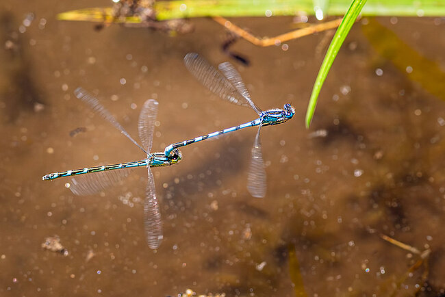Tandem der Gemeinen Becherjungfer (Enallagma cyathigerum) mit blauem Weibchen im Flug