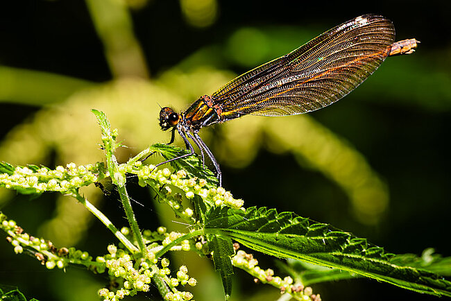 Female Beautiful demoiselle (Calopteryx virgo)