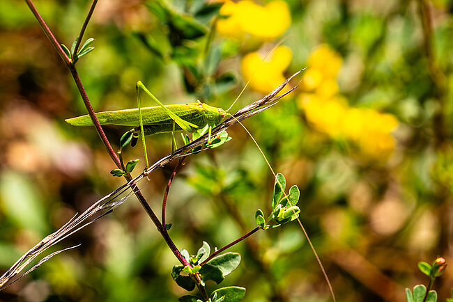 Phanéroptère commun (Phaneroptera falcata)