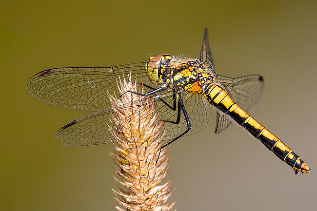 Schwarze Heidelibelle (W, Sympetrum danae)
