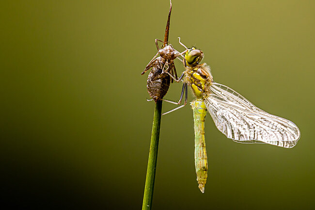 Schwarze Heidelibelle (M, Sympetrum danae) nach dem Schlupf mit Exuvie