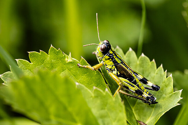 Miramelle alpestre (Miramella alpina)