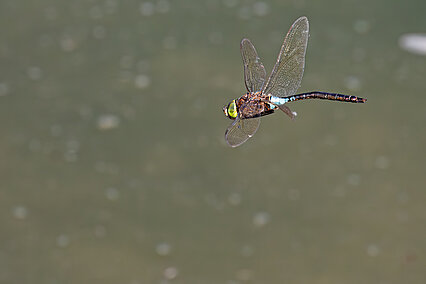 Kleine Königslibelle (Anax parthenope) im Flug
