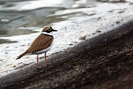 Little ringed plover (Charadrius dubius)