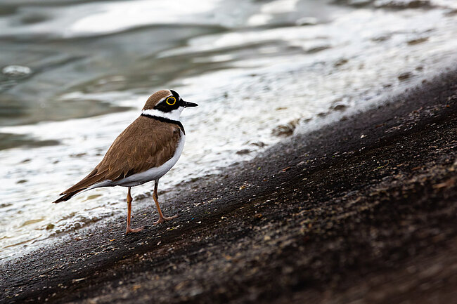 Petit Gravelot (Charadrius dubius)