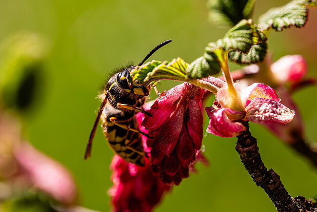 Guêpe commune (Vespula vulgaris)