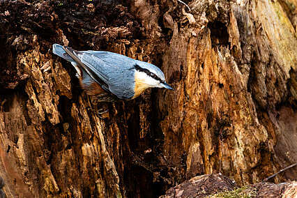 Eurasian nuthatch (Sitta europaea)