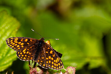 Wachtelweizen-Scheckenfalter (Melitaea athalia)