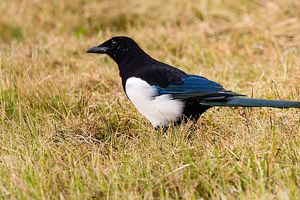 Eurasian magpie (Pica pica)