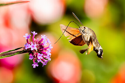 Taubenschwänzchen (Macroglossum stellatarum)