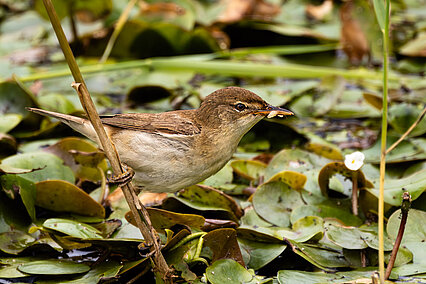 Common reed warbler (Acrocephalus scirpaceus)